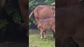 This calf occasionally bumps against mother’s udder breastfeeding breastmilk animals shorts [upl. by Llenyt]