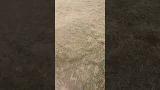 Thatching lawncarecommunity lawncare lawncarenation lawnmaintenance fall [upl. by Thornburg]