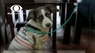 Tragédia em Petrópolis Moradora pede ajuda para salvar animais [upl. by Amalbena408]