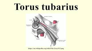 Torus tubarius [upl. by Alleunamme]