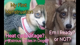 Pomsky First Heat Dog Menstruation guide and information Naiwanthepomsky Pomsky [upl. by Aztiley]