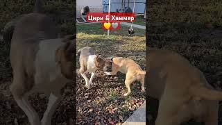 BLACKWOOD HALL GOTEM amp SHARLIZ IZ VOISKA TAMERLANA 🐶 shorts amstaff pitbull амстафф puppy [upl. by Assek]