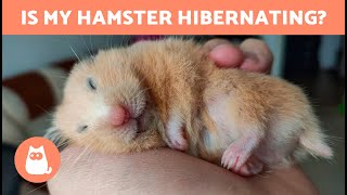 How Do I Know if My HAMSTER is HIBERNATING 🐹 [upl. by Htebazie]