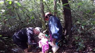 HEIKO AND AMANDA BLEHER COLLECTING RED NEON IN RIO ATABAPO [upl. by Yorick]