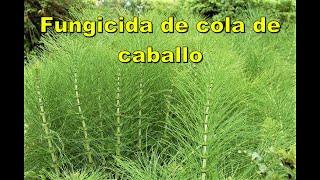 Decocción de cola de caballo como fungicida [upl. by Aizatsana]