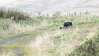 Wild Boar in Scottish Hills [upl. by Engud214]