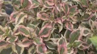 My Monet® Weigela [upl. by Dahraf]