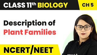 Description of Plant Families  Morphology of Flowering Plants  Class 11 Biology [upl. by Linda588]