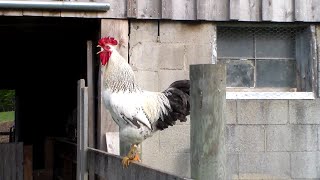 Rooster Crowing in the Morning [upl. by Helsell]