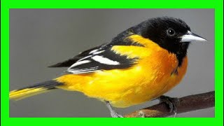 Baltimore Oriole Bird Song Sound CallChirp  Turpial De Baltimore Canto  Icterus Galbula [upl. by Adihaj]