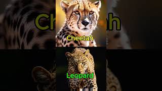 Cheetah Amazing speed factsAmazing Factscheetah animalfacts facts shorts [upl. by Adrea222]