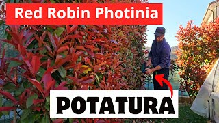 Come Potare La PHOTINIA RED ROBIN [upl. by Orazio]