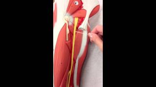 Sacral Plexus Anatomy on Model Plus the Femoral Nerve [upl. by Eno]