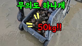 해수욕장에 어른 손바닥만한 왕소라가 지천에 널렸다 50kg 줍줍이 실화현장 [upl. by Dermott]