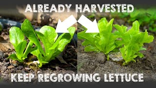 Grow Lettuce amp Keep Regrowing from Same Plant Again and Again and Again [upl. by Damon]