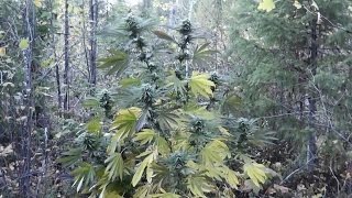 Outdoor Grow October 4 2012 Part 11  Harvest Time [upl. by Lleumas172]