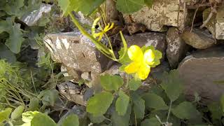 Βότανα της Ελλάδας χελιδόνιο Chelidonium majus Greater celandine [upl. by Callahan]