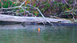 A FULL Day of King Salmon Fishing  Float Fishing BOBBER DOWNS [upl. by Bluhm370]