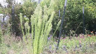 MARESTAIL Conyza canadensis [upl. by Reinke880]