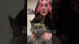 Parlons du Maine Coon la plus grande race de chat  mainecoon chat animaux [upl. by Wein921]