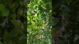 신기한 생물🫥 노란 털가슴이 귀여워 어리호박벌 Xylocopa appendiculata circumvolans Smith [upl. by Lotte]