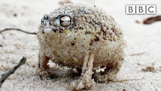 A tiny angry squeaking Frog 🐸  Super Cute Animals  BBC [upl. by Tibbetts]