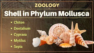 Shell in Phylum Mollusca  B Sc and M Sc  Zoology [upl. by Luz956]