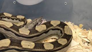 BCI Boa Constrictor Hissing [upl. by Corin]