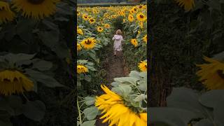 Great Budworth sunflower maze and icecreamfarm Cheshire 🌻🍦countrylife [upl. by Fritze]