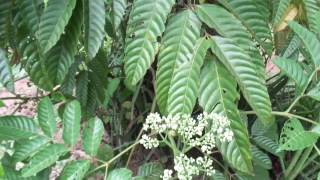 Leea indicaBurullaGurullaHerbal plants of Sri Lanka [upl. by Elenore]