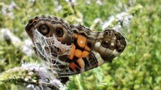 Mariposa libando polinizando flores de menta [upl. by Lissie]