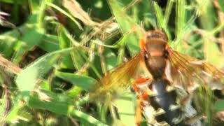 Cicada killer female carrying cicada [upl. by Alacim]