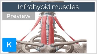 Infrahyoid muscles Origin insertion innervation and function preview  Human Anatomy  Kenhub [upl. by Ocnarf557]