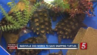 Zoo Trying To Save Alligator Snapping Turtle [upl. by Dianuj]