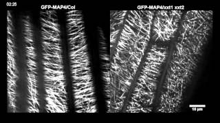 Xyloglucan Deficiency Disrupts Microtubule Stability and Cellulose Biosynthesis in Arabidopsis [upl. by Huei]