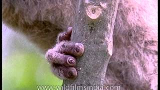 Rare Slow Loris of Kaziranga in Assam [upl. by Mackenie]