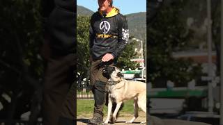 Obedience Training Transforms Dogs dogtraining dogtrainer dogcoach shorts dogtrainerslife [upl. by Kcirderf]