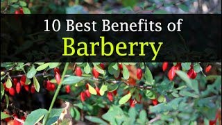 Barberry Benefits and Side Effects  Weight Loss Skin [upl. by Nelrah593]