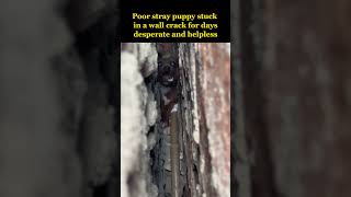 Poor stray puppy stuck in a wall crack for several days was murdered by the local😢 [upl. by Ailisab]