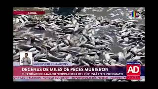 Decenas de miles de peces murieron [upl. by Blainey]