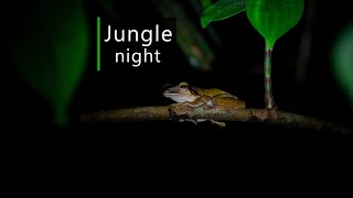 Rainforest sounds  Night in the Borneo jungle [upl. by Llerud563]