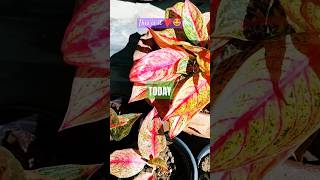 Aglaonema Legacy Growth plants colourful patience growth satisfaction full positivevibes [upl. by Ydroj]