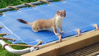 Stoat Kit Goes Wild On Trampoline  Discover Wildlife  Robert E Fuller [upl. by Patman188]