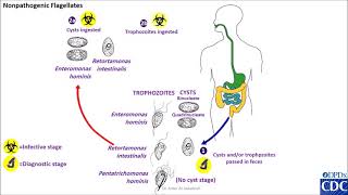 Nonpathogenic flagellates Enteromonas hominis Retromonas intestinalis Pentatrichomonas hominis [upl. by Perdita703]