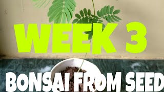 Memosa  Albizia Julibrissin bonsai  Bonsai from seed  Week 3 [upl. by Triny]