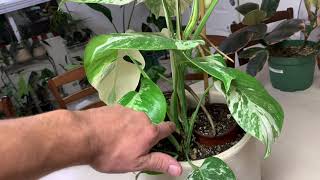 Albo Monstera propagation How to activate albo nodes with step layering Part 1 [upl. by Ronica]