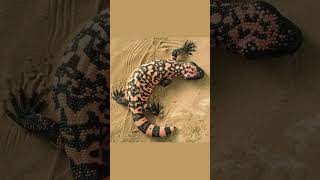 Top 5 Desert Animals in the World [upl. by Onateyac]