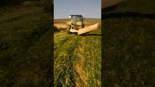 Siega de Crotalaria Juncea en Cordoba wwwefectosolucionescom [upl. by Nosyt]