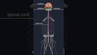 Lumbar spinal stenosis and neurogenic claudication [upl. by Ennovad264]