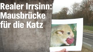 Realer Irrsinn Die Haselmausbrücke von Vilshofen  extra 3  NDR [upl. by Barclay]